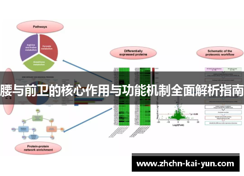 腰与前卫的核心作用与功能机制全面解析指南